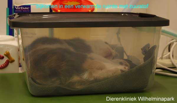 De recovery vindt plaats in een verwarmde kooi met zuurstof